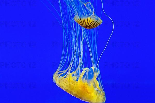 Two yellow compass jellyfish