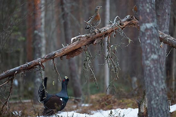 Western capercaillie