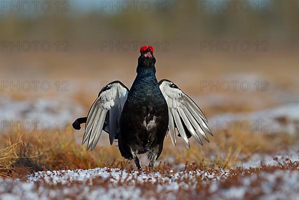 Black grouse