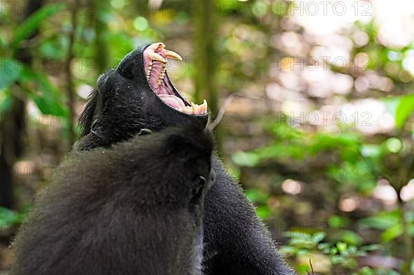 Macaque des Celebes dans le Tangkoko. Celebes black macaque in the Tangkoko. North Sulawesi