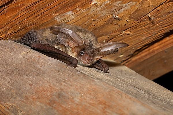 Brown long-eared bat