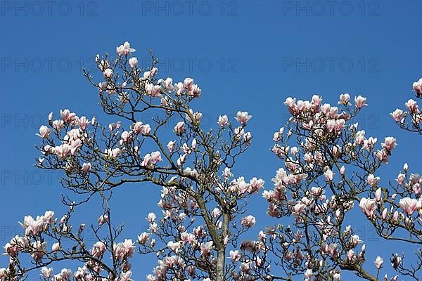 Chinese magnolia