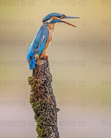 Common kingfisher