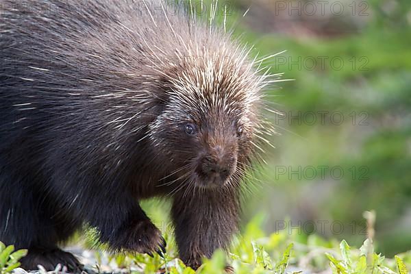 North american porcupine