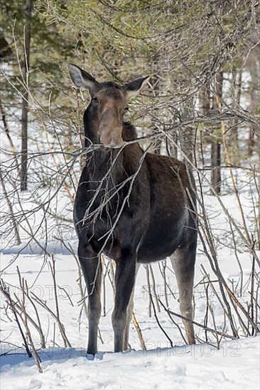 A moose cow eats twigs in a forest in winter. Alces americanus