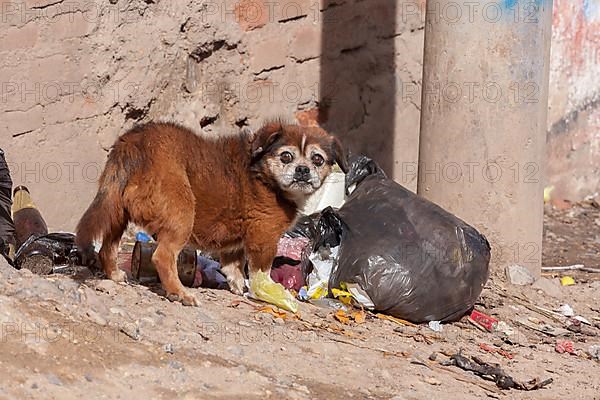 Dog looking for food in a garbage bag