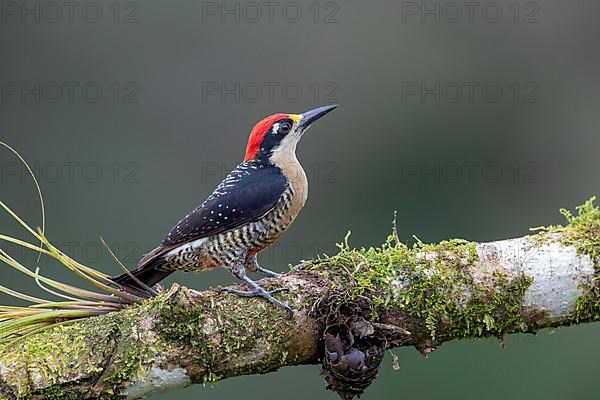 Black-cheeked woodpecker