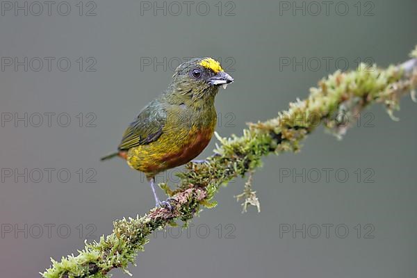 Olive-backed euphonia