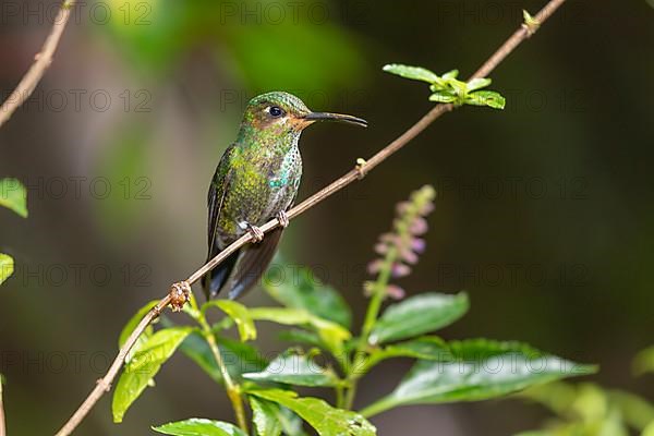 Green-crowned brilliant