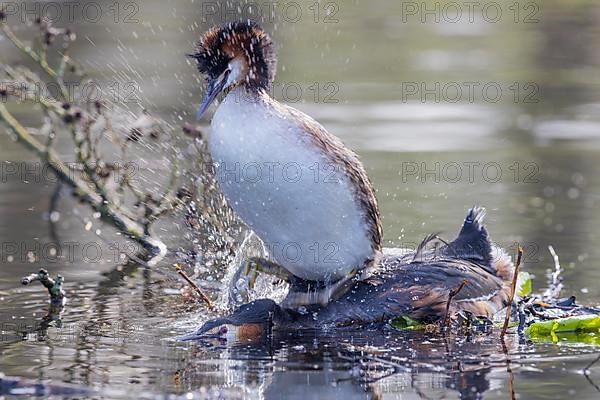 Great Crested Grebe