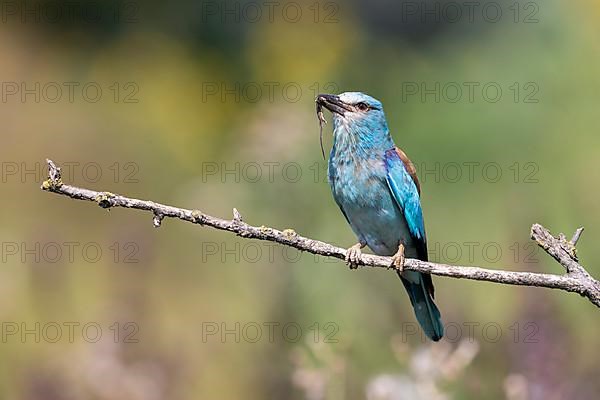 European roller