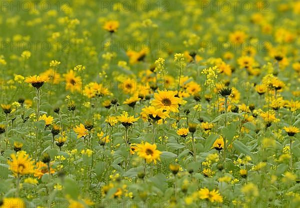 Field with small-flowered sunflowers