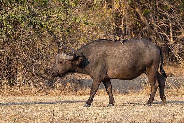 African buffalo