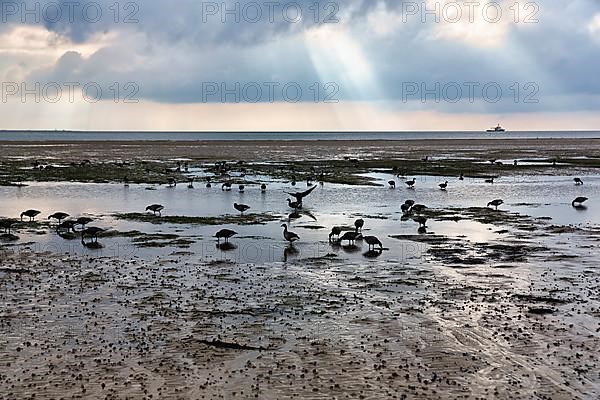 Brant geese