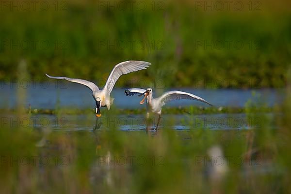 Eurasian spoonbill