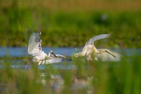 Eurasian spoonbill