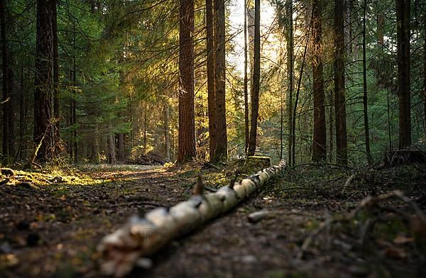 Evening light and shadows in the dense forest