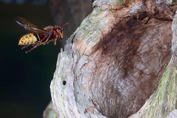 European hornet