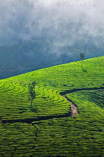 Kerala India travel background