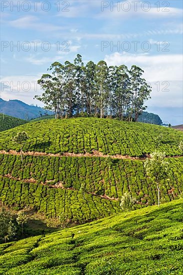 Kerala India travel background