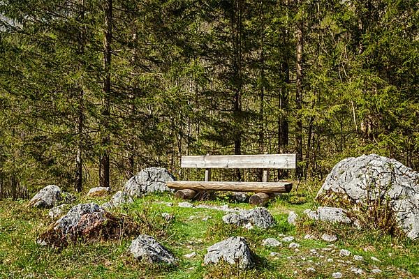 Lonely bench in forest