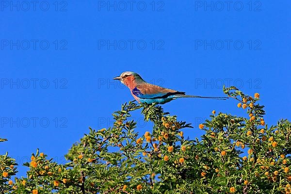 Lilac-breasted roller