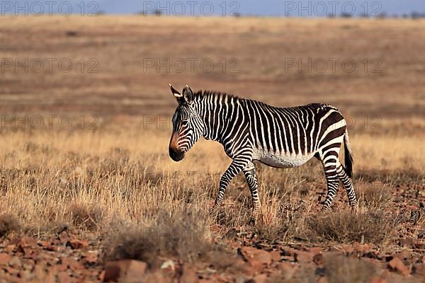 Cape Mountain Zebra