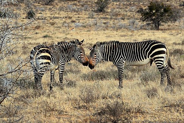 Cape Mountain Zebra