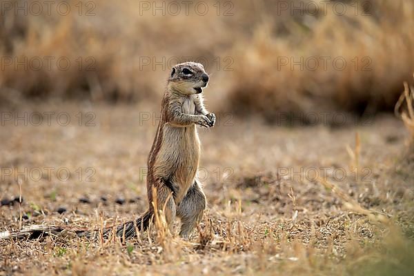 Cape ground squirrel