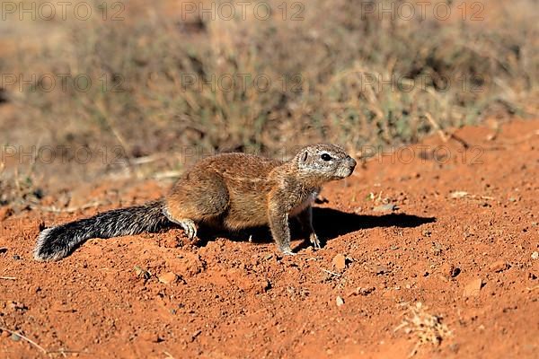 Cape ground squirrel