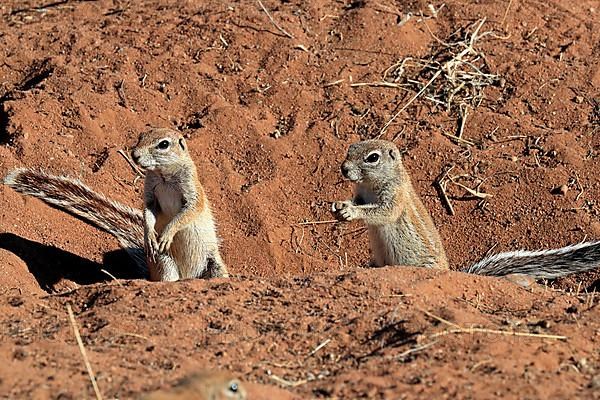 Cape ground squirrel