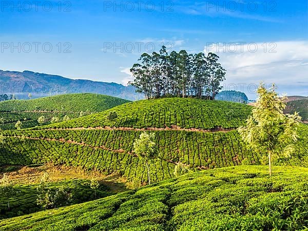 Kerala India travel background