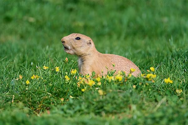 Black-tailed Prairie Dog