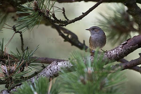 Dunnock