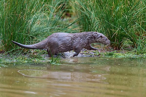 European Otter