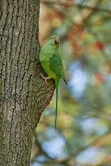 Rose-ringed parakeet