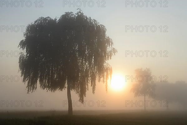 Deciduous trees in the fog at sunrise