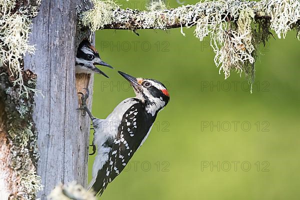 A hairy woodpecker