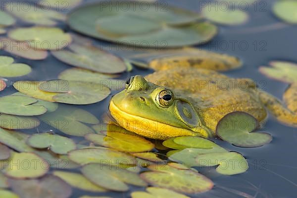 North american bull frog watching at the surface of a lake. Frog resting on aquatic vegetation.