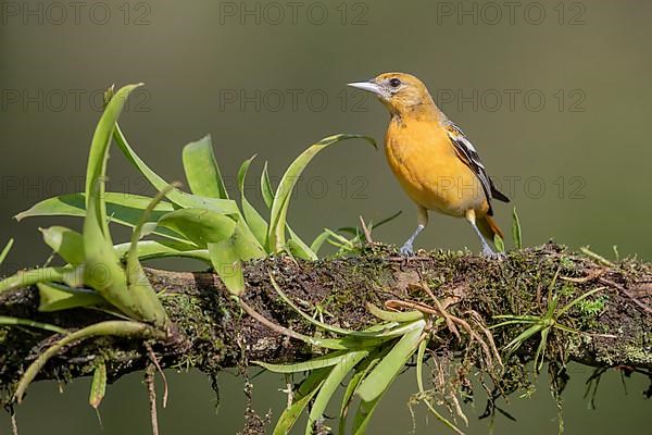 Baltimore oriole