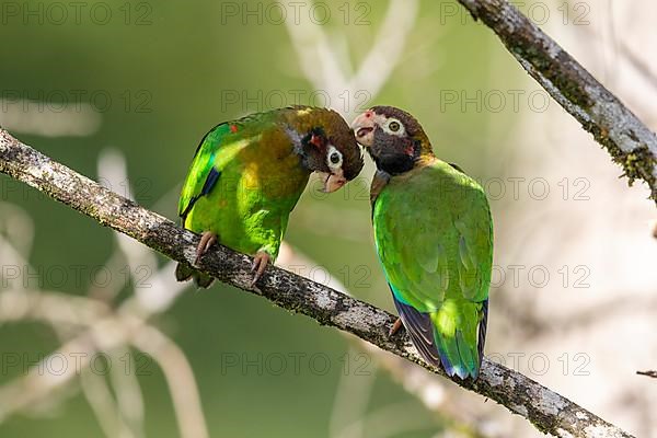 Brown-hooded parrot