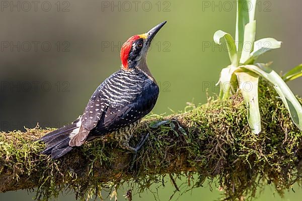 Black-cheeked woodpecker