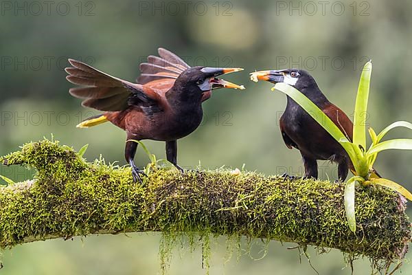 Montezuma Oropendola