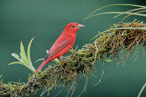 Summer tanager