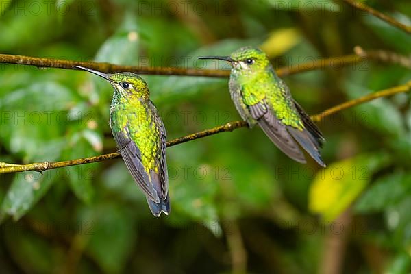 2 female green-crowned brilliant