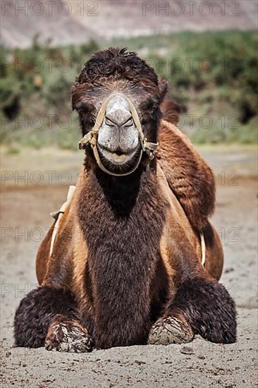 Bactrian camels in Himalayas. Hunder village