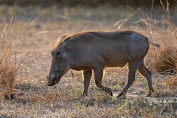 Common warthog