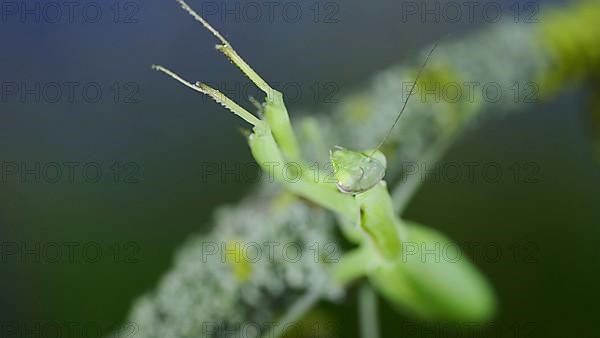 Closeup portrait of Green praying mantis sits on tree branch and looks at on camera lens. European mantis