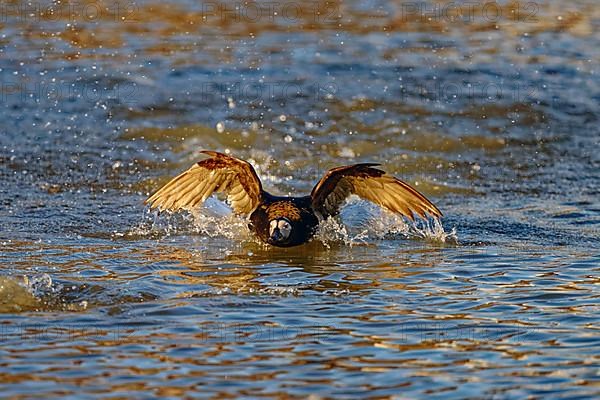 Long-tailed duck