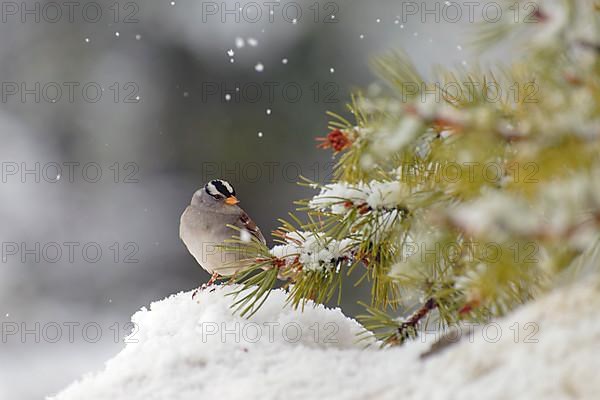 White-crowned sparrow